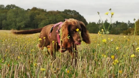 Cocker Spaniel sniffing in a wild field slow motion 4K Stock Footage 252677637