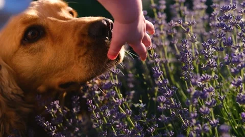 Cocker spaniel sniffs baby's hand, lavender. Friendship between humans and Pets Stock Footage 201298258