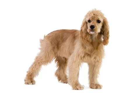 Cocker spaniel standing against white background Foto stock