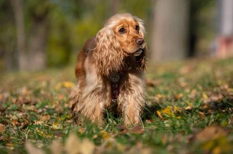 Cocker Spaniel Standing Among Autumn Leaves in the park Stock Photos