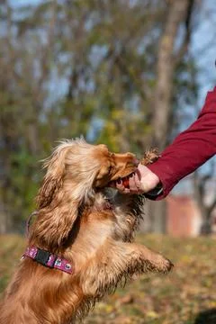 Cocker Spaniel standing on hind legs reaching for owner's hand Stock Photos