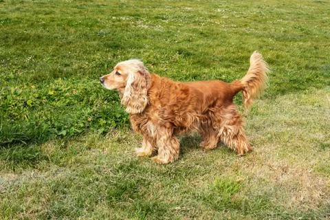 Cocker Spaniel standing in profile on grass Stock Photos