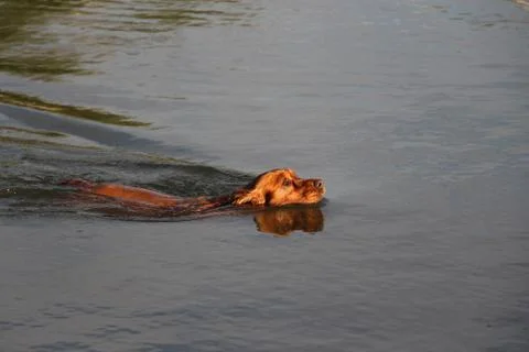 Cocker spaniel swimming in a dam 스톡 사진