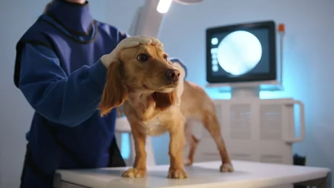 Cocker spaniel on the table of veterinary x-ray system, female vet petting it Stock Footage 240626854