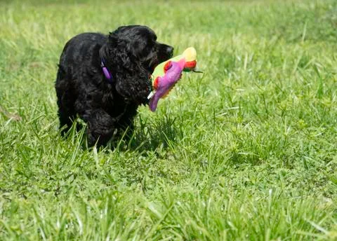 Cocker Spaniel with Toy Stock Photos