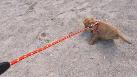 Cocker spaniel trying to escape from the leash Stock Footage 107987353