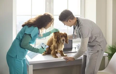 Cocker spaniel at veterinary clinic examination by two veterinarians, pet care Stock Photos