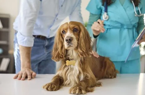 Cocker spaniel on veterinary exam table with owner and vet during health check Stock Photos