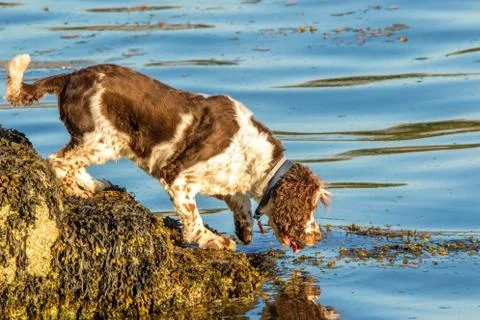 Cocker Spaniel Water Fun Stock Photos