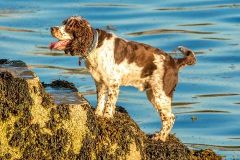 Cocker Spaniel Water Fun Stock Photos
