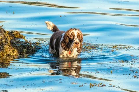 Cocker Spaniel Water Fun Stock Photos
