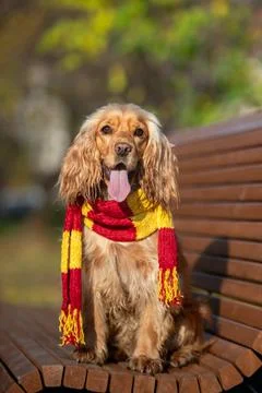 Cocker Spaniel Wearing red Scarf in Autumn Park Stock Photos