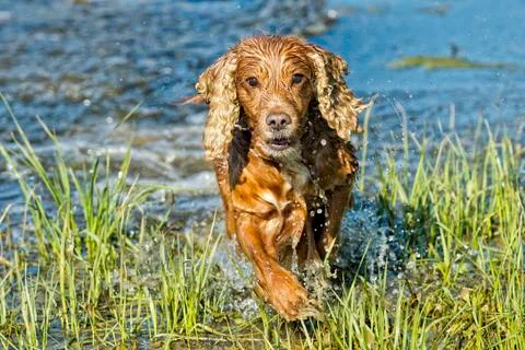 Cocker spaniel while running to you in the water Stock Photos