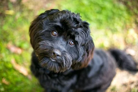 A Cocker Spaniel x Poodle or "Cockapoo" mixed breed dog Stock Photos