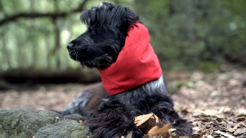 Cocker wearing a red scarf looking around in the forest Video stock 123106939