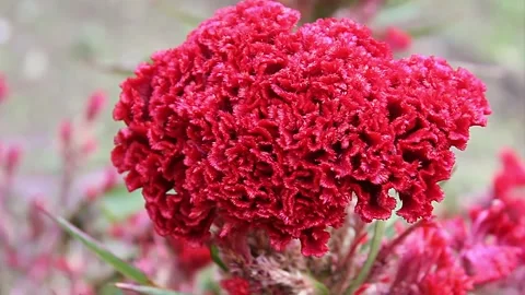 Cockerel, Celosia argentea, Silver cock's comb flowers and plant footage Stock Footage 302331963