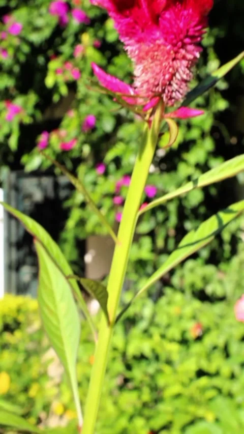 Cockerel, Celosia argentea, Silver cock's comb flowers and plant footage Stock Footage 302332046