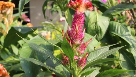 Cockerel, Celosia argentea, Silver cock's comb flowers and plant footage Stock Footage 302332334