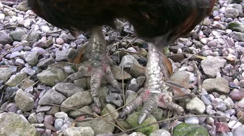 Cockerel claws closeup Video stock 22241565
