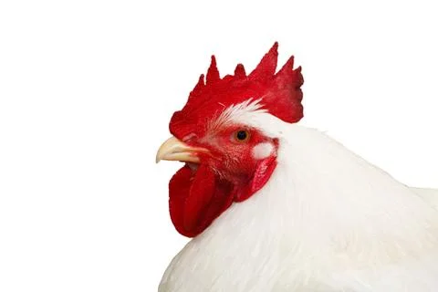Cockerel with clipping path Stock Photos