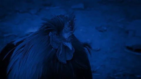 Cockerel On The Farm At Night Stock Footage 96861253