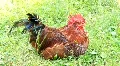 Cockerel HD Footage