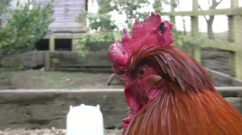 Cockerel head closeup Video stock 22241518