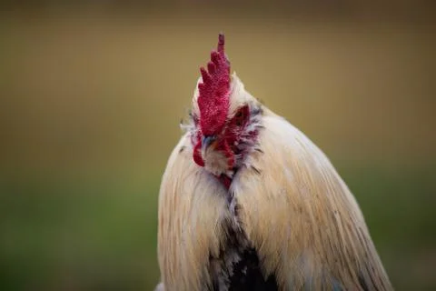 Cockerel head on Stock Photos