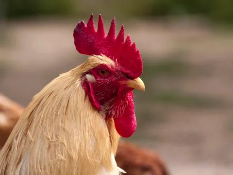 Cockerel head Stock Photos