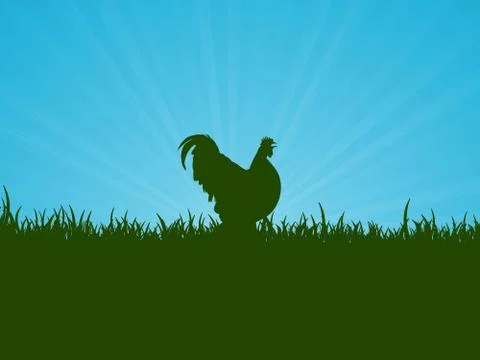 Cockerel Stock Illustration