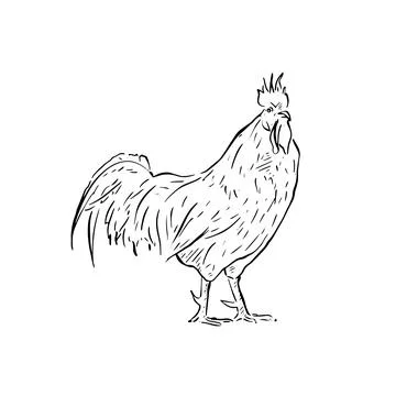 Cockerel illustration Stock Illustration