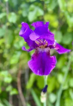 Cockerel. Iris flower. Stock Photos