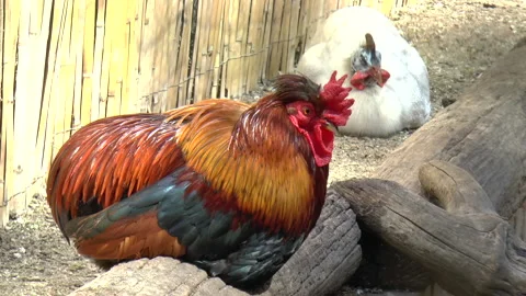 Cockerel or Rooster with Brown Feathers Resting on a Log Stock-Footage 238536785