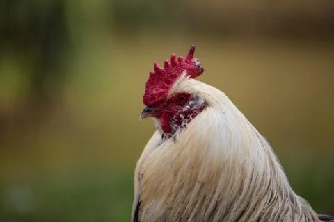 Cockerel Stock Photos