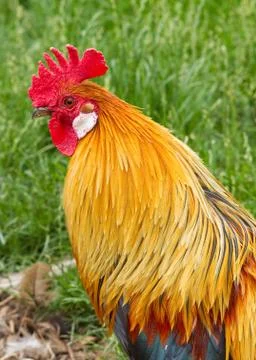 Cockerel Stock Photos
