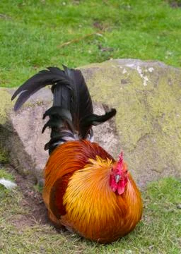 Cockerel Stock Photos