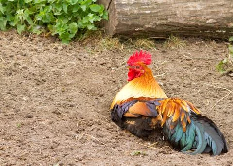 Cockerel Stock Photos