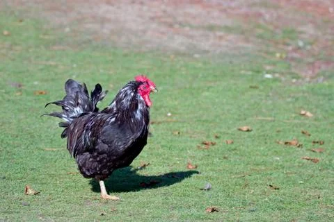 Cockerel Stock Photos