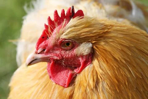 Cockerel Stock Photos