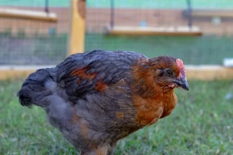 Cockerel Rooster in backyard chicken run Stock Photos