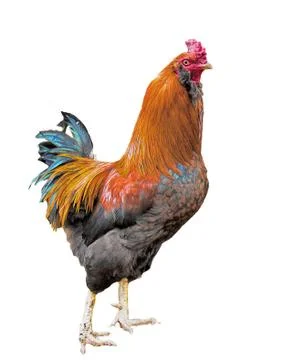 Cockerel walking Stock Photos