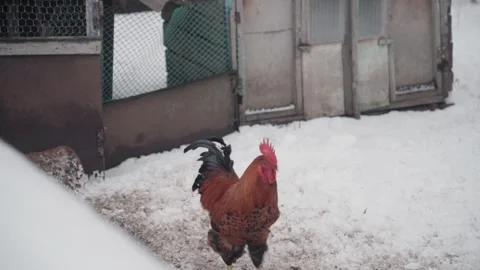 A cockerel walks in the snow Stock Footage 297454123