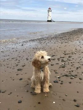 Cockerpoo on beach with lighthouse Stock Photos