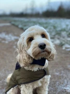 Cockerpoo in the cold with a coat Stock Photos
