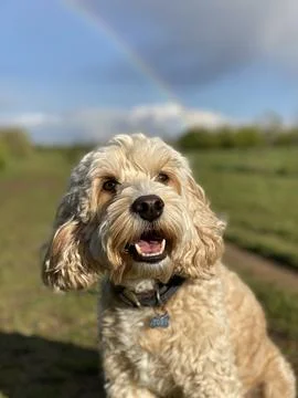 Cockerpoo in field with rainbow Stock Photos