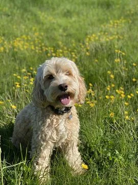 Cockerpoo in grass field Stock Photos