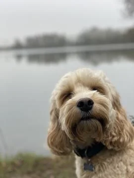 Cockerpoo by the lake Stock Photos
