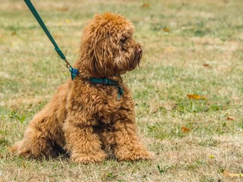 Cockerpoo in a sit position in grass field Stock-Fotos