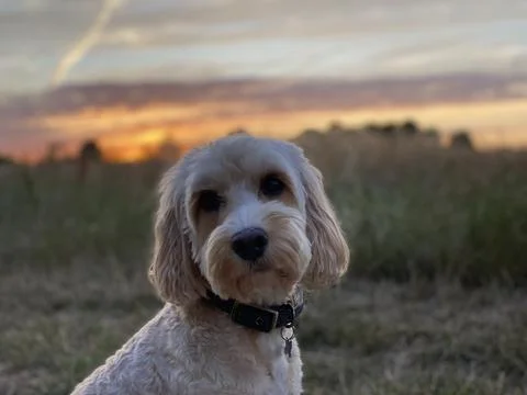 Cockerpoo sunset Stock Photos