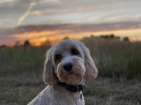 Cockerpoo with sunset Stock Photos